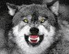 Immagine profilo di saiber.wolf